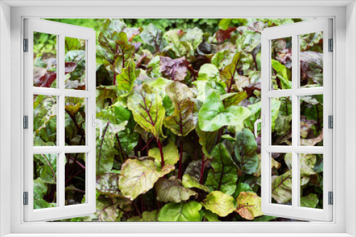 Fototapeta Naklejka Na Ścianę Okno 3D - Green beet tops grow from the ground in the home garden