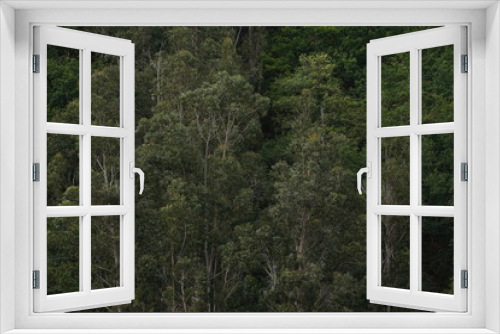 Fototapeta Naklejka Na Ścianę Okno 3D - Forest in Natural Park of Fragas do Eume. Pontedeume. Galicia, Spain.
