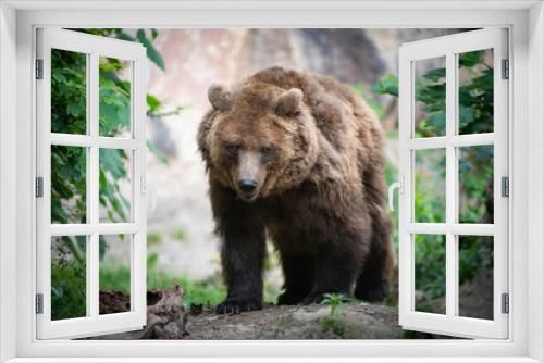 Fototapeta Naklejka Na Ścianę Okno 3D - Endangered brown bear walks through forest clearing