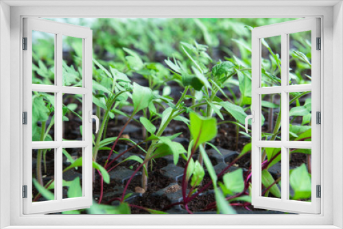 Fototapeta Naklejka Na Ścianę Okno 3D -  Seedlings in plastic black germination tray.