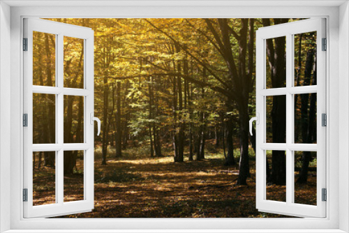 Fototapeta Naklejka Na Ścianę Okno 3D - autumn woods in colorful sunset light