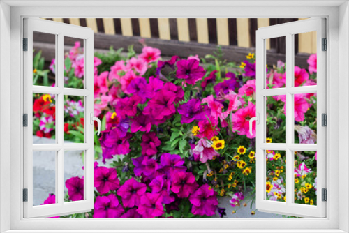 Fototapeta Naklejka Na Ścianę Okno 3D - pink petunias and other flowers are blooming in the flower bed
