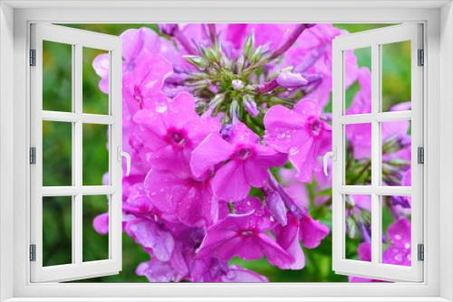 Fototapeta Naklejka Na Ścianę Okno 3D - Bright phlox bloom in the garden.