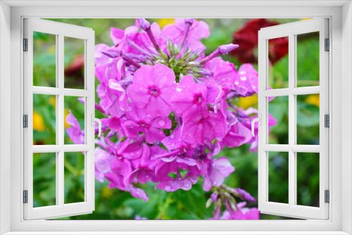 Fototapeta Naklejka Na Ścianę Okno 3D - Bright phlox bloom in the garden.