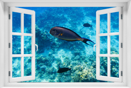 Fototapeta Naklejka Na Ścianę Okno 3D - colorful corals and exotic fishes at the bottom of the red sea. beautiful natural summer background