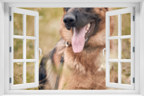 Fototapeta Naklejka Na Ścianę Okno 3D - german shepherd dog