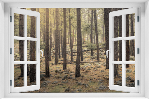 Fototapeta Naklejka Na Ścianę Okno 3D - Forest in the morning of Flagstaff, Arizona.