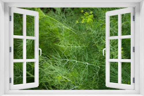 Fototapeta Naklejka Na Ścianę Okno 3D - Green dill texture. Growing in the garden. Blooming plant. Fresh species for cooking. 