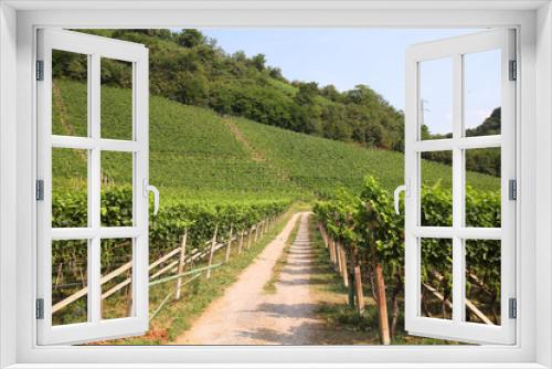 Fototapeta Naklejka Na Ścianę Okno 3D - Italy vineyard - Trentino province