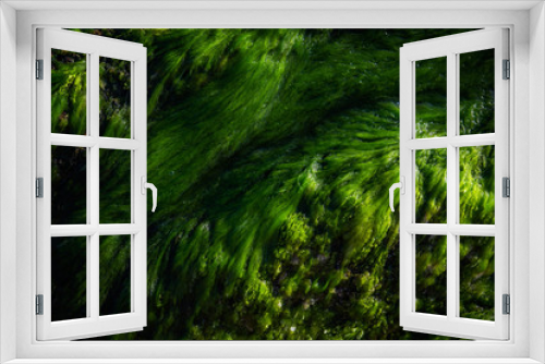 Fototapeta Naklejka Na Ścianę Okno 3D - Green water algae