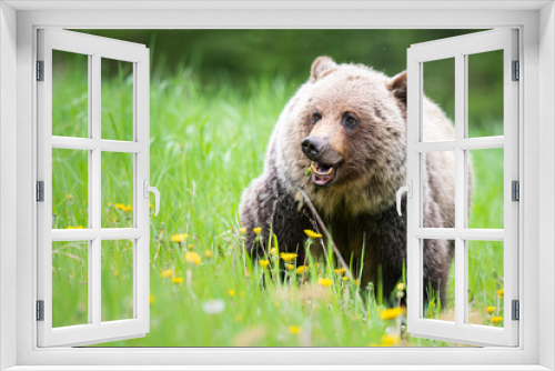 Fototapeta Naklejka Na Ścianę Okno 3D - Grizzly bear in the wild