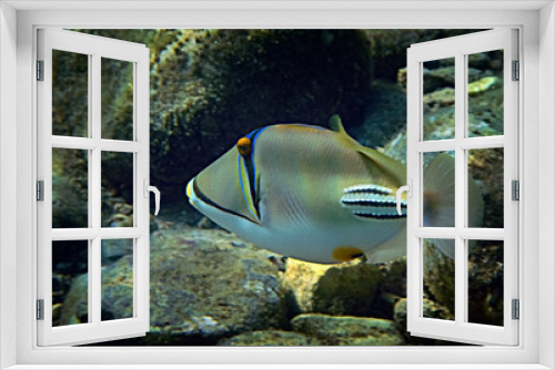 Fototapeta Naklejka Na Ścianę Okno 3D - Exotic fish -  Picasso trigger-fish, scientific name is Rhinecanthus assas, the species belongs to the family Balistidae, it inhabits Red Sea, Middle East