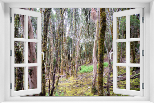 Fototapeta Naklejka Na Ścianę Okno 3D - Cold Mossy forest of trees on Cradle Mountain Tasmania with a patch of bright green grass in foreground.