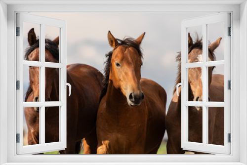 Fototapeta Naklejka Na Ścianę Okno 3D - horses in the field, and family
