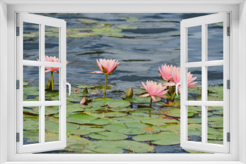 Fototapeta Naklejka Na Ścianę Okno 3D - Beautiful flowers of water lilies in the water.