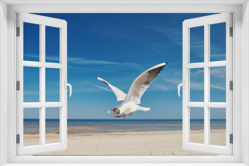 Fototapeta Naklejka Na Ścianę Okno 3D - Seagull in flight.
