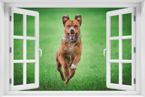Fototapeta Naklejka Na Ścianę Okno 3D - German shepherd dog running