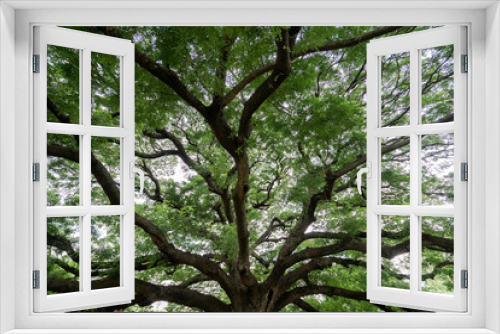 Fototapeta Naklejka Na Ścianę Okno 3D - Under branches of a giant monkey pod tree in Kanchanaburi, Thailand.