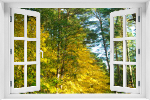 Fototapeta Naklejka Na Ścianę Okno 3D - Pine forest 3