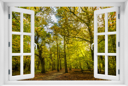 Fototapeta Naklejka Na Ścianę Okno 3D - Forests with mature oak trees along avenues in a Dutch estate in autumn colors and backlight