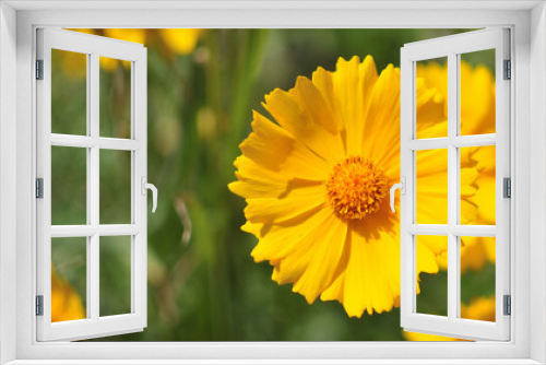 Fototapeta Naklejka Na Ścianę Okno 3D - Yellow Two-Flowered Cynthia, Krigia biflora, photo taken in Boulder, Colorado