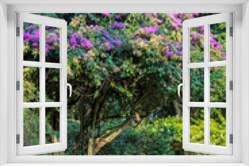 Fototapeta Naklejka Na Ścianę Okno 3D - Beautiful jacaranda tree in botanical garden in Sri Lanka