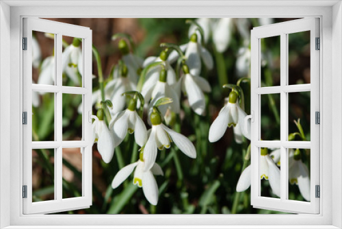 Fototapeta Naklejka Na Ścianę Okno 3D - White snowdrop with six petal in spring