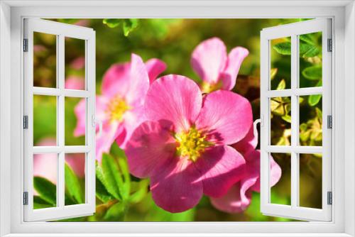Fototapeta Naklejka Na Ścianę Okno 3D - Pink and delicate flowers of the erect calgary (Potentilla) close-up