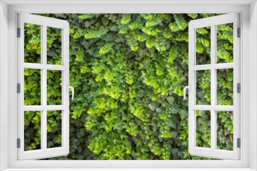 Fototapeta Naklejka Na Ścianę Okno 3D - bright green young shoots of Colchis ivy against the background of old leaves of a dark green color on a sunny summer day