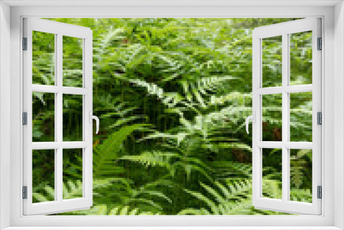 Fototapeta Naklejka Na Ścianę Okno 3D - ferns in the forest