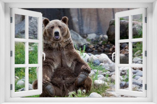Fototapeta Naklejka Na Ścianę Okno 3D - Grizzly Bear Yoga Pose