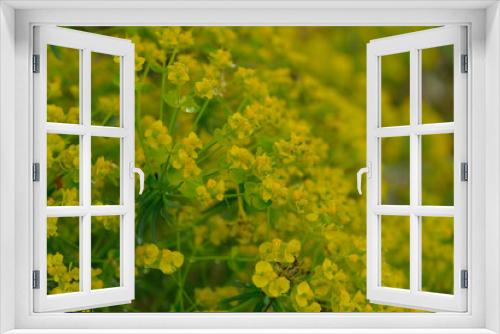 Fototapeta Naklejka Na Ścianę Okno 3D - Zypressen-Wolfsmilch (Euphorbia cyparissias)	