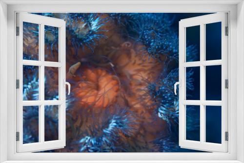 Fototapeta Naklejka Na Ścianę Okno 3D - texture of the sea anemone macro tentacles corals