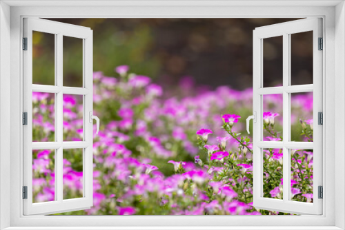 Fototapeta Naklejka Na Ścianę Okno 3D - 白とピンクの花畑