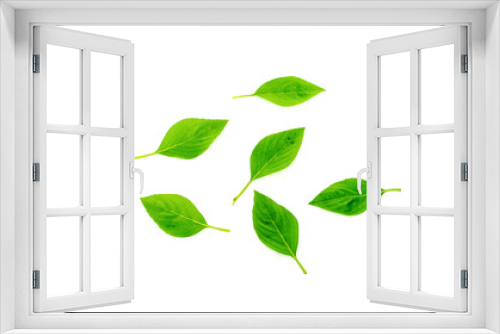 Fototapeta Naklejka Na Ścianę Okno 3D - Basil leaves isolated on white background. Green ocimum basilicum Linn leaf.