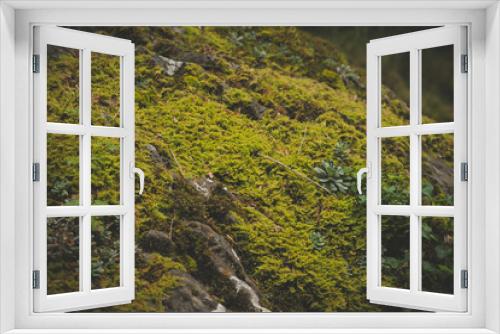 Fototapeta Naklejka Na Ścianę Okno 3D - musgo textura otoño