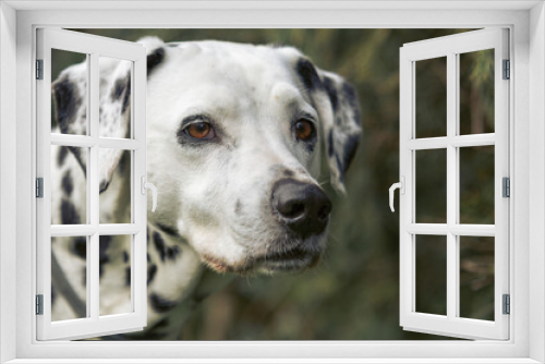 Fototapeta Naklejka Na Ścianę Okno 3D - Portrait of a dalmatian dog