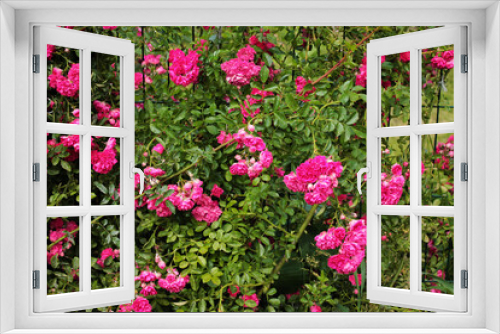 Fototapeta Naklejka Na Ścianę Okno 3D - A bush of bright pink roses bask in the evening sun on a flower bed