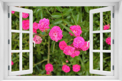 Fototapeta Naklejka Na Ścianę Okno 3D - Delicate lights of pale pink roses play beautifully in the sun