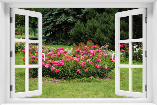 Fototapeta Naklejka Na Ścianę Okno 3D - Flowerbed with variegated red roses in the botanical garden