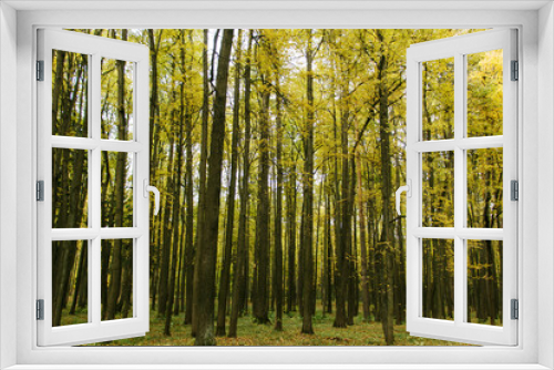 Fototapeta Naklejka Na Ścianę Okno 3D - the wild wood is beautiful and green
