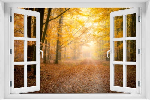 Fototapeta Naklejka Na Ścianę Okno 3D - Beautiful autumn morning in the forest