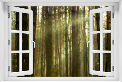 Fototapeta Naklejka Na Ścianę Okno 3D - Sun rays breaking through trees in a pine forest. Autumn. Dawn.
