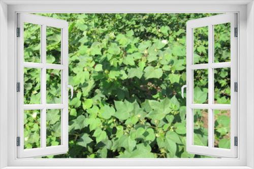 Fototapeta Naklejka Na Ścianę Okno 3D - Green cotton field in India with flowers, Close-up of a ready for harvesting in a cotton field. Buds. Delicate white cotton flower fully blossom. Gossypium plant. Ripe cotton boll, kapas