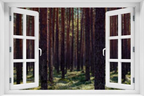 Fototapeta Naklejka Na Ścianę Okno 3D - Pine tree forest morning background with copy space