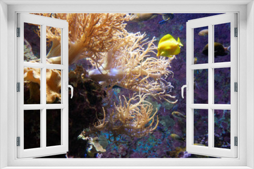 Fototapeta Naklejka Na Ścianę Okno 3D - Sea Anemones and small fish in glass tank in aquarium Japan