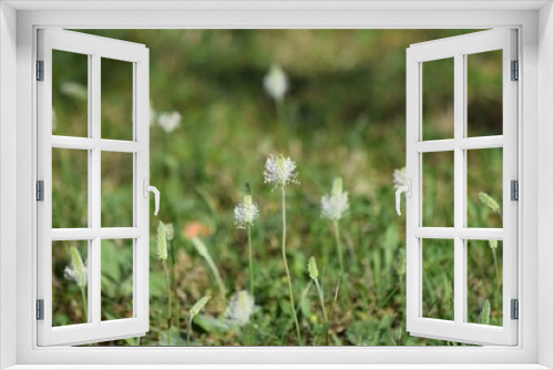 Fototapeta Naklejka Na Ścianę Okno 3D - medium Plantain