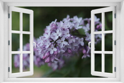 Fototapeta Naklejka Na Ścianę Okno 3D - Lilac branch on a green background