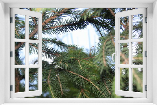 Fototapeta Naklejka Na Ścianę Okno 3D - spruce twigs with needles close up