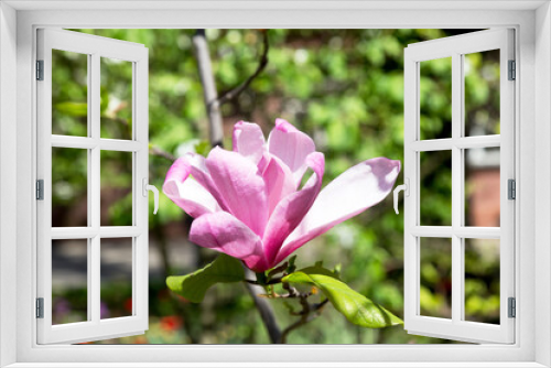Fototapeta Naklejka Na Ścianę Okno 3D - Blooming magnolias on sunny spring day. Beautiful pink magnolia flowers with selective focus. Creative processing in light key